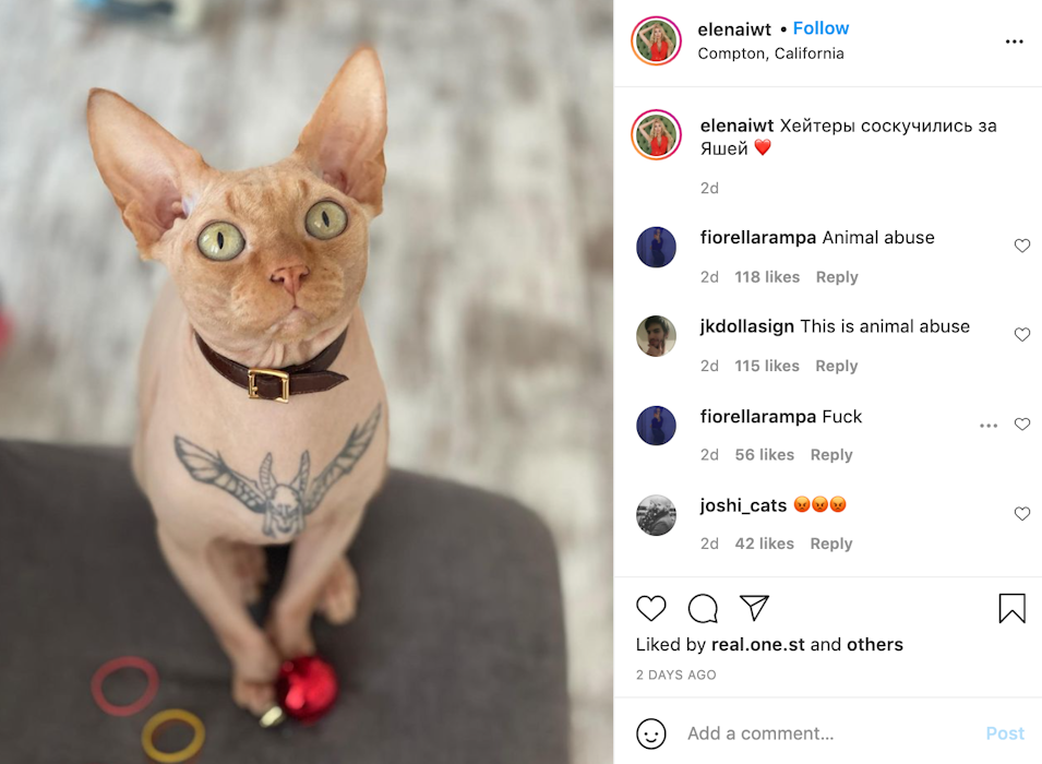 Ukrainian Influencer Tattooed Her Hairless Cat—and People Are Furious