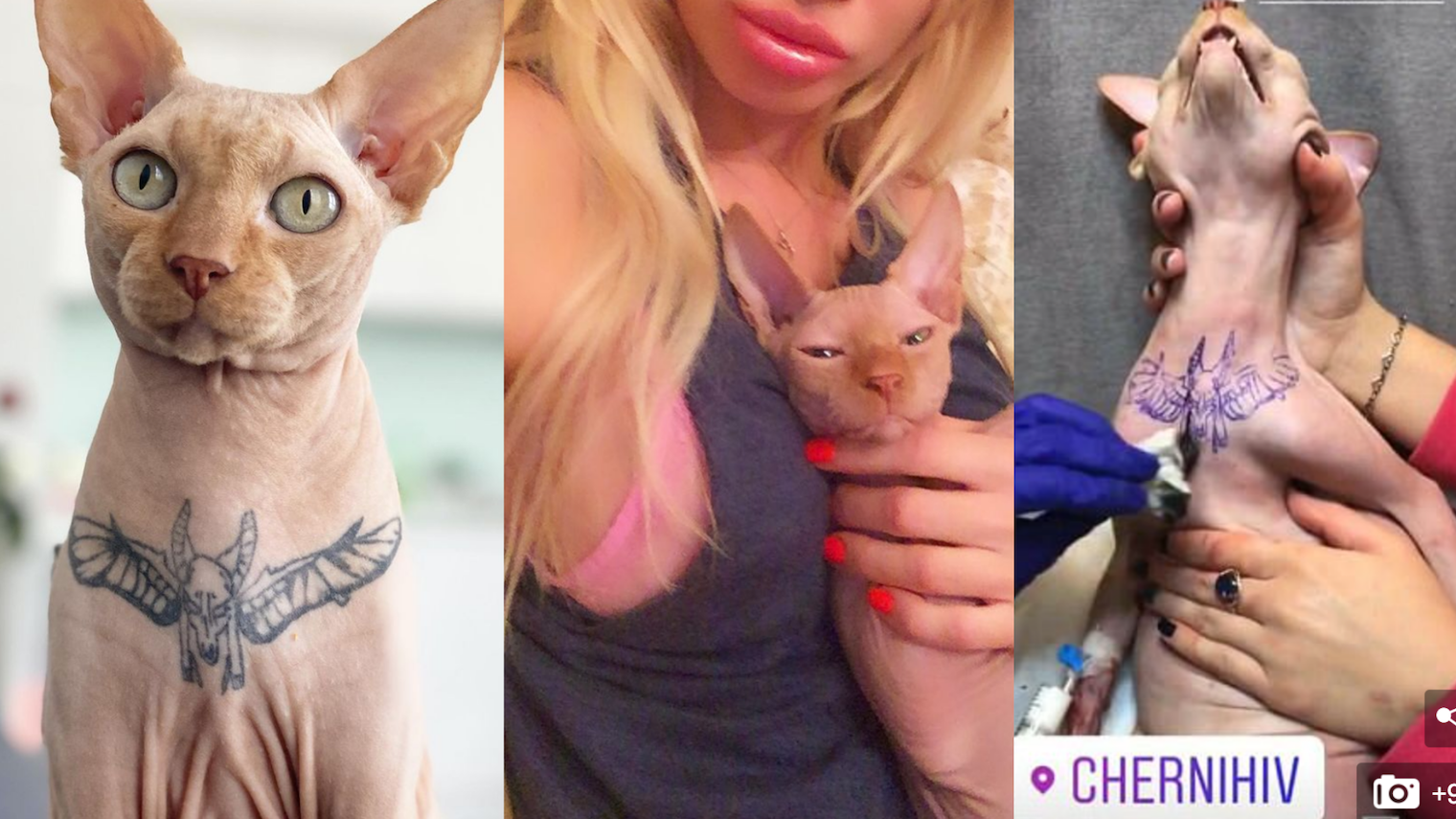 Pet owner sparks fierce debate after putting tattoo stickers on hairless cat   Daily Star