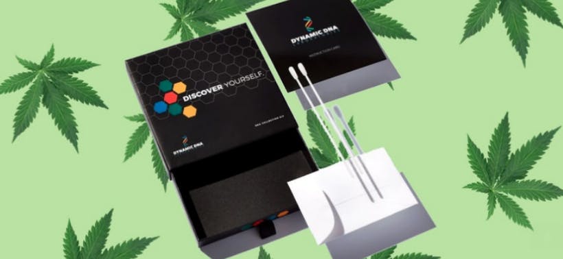 cannabis dna test