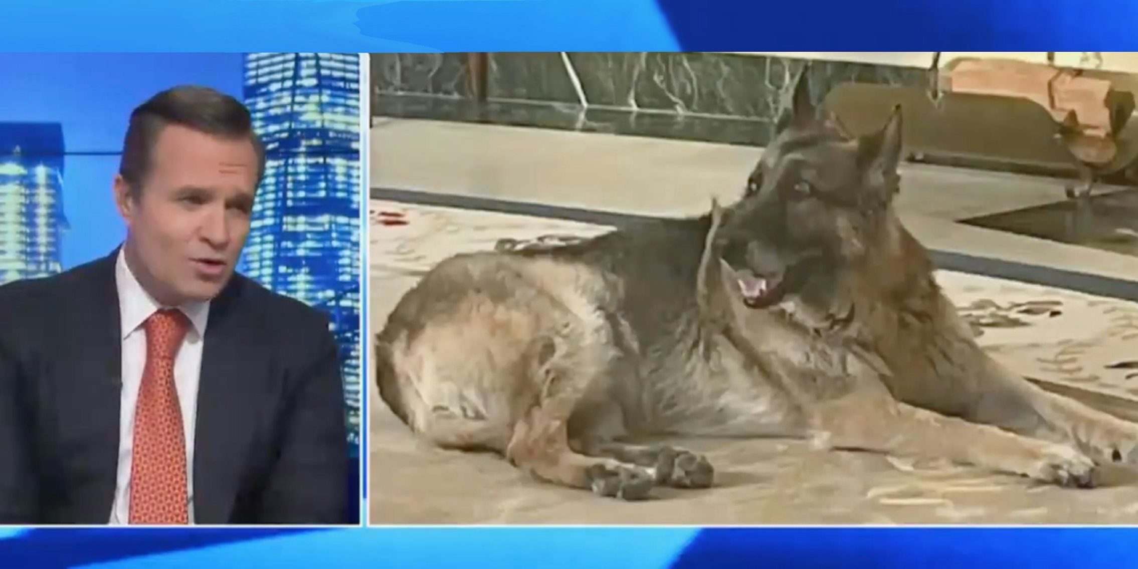 A Newsmax host attacking Joe Biden's dog Champ