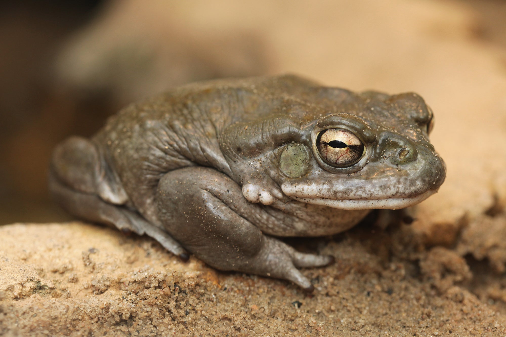 Photo of the Colorado River toad sitting in sand.