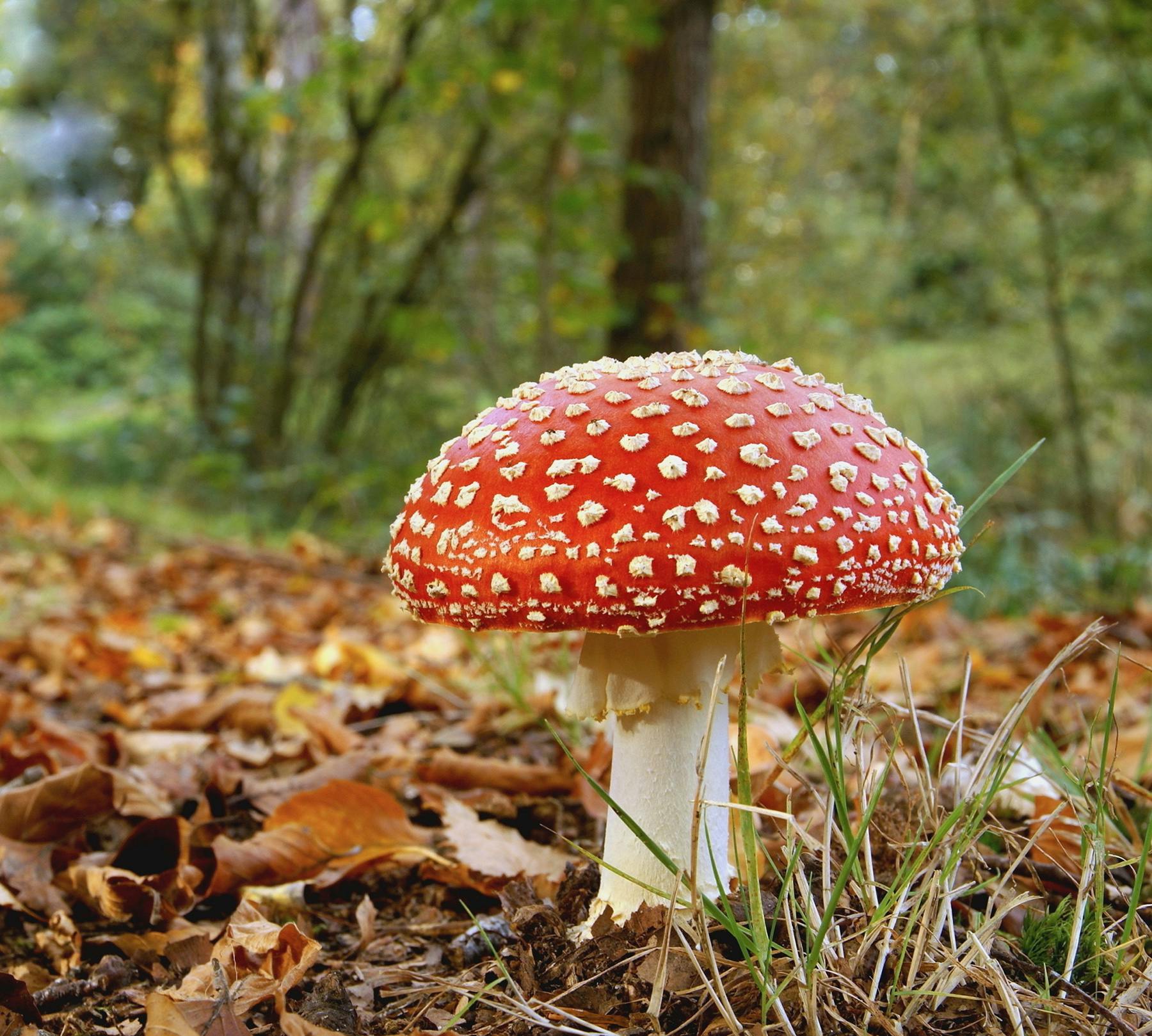 Photo of fly agaric in the forest, looks like the super mario mushroom.