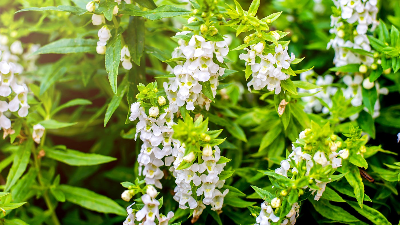 Photo of flowering salvia.