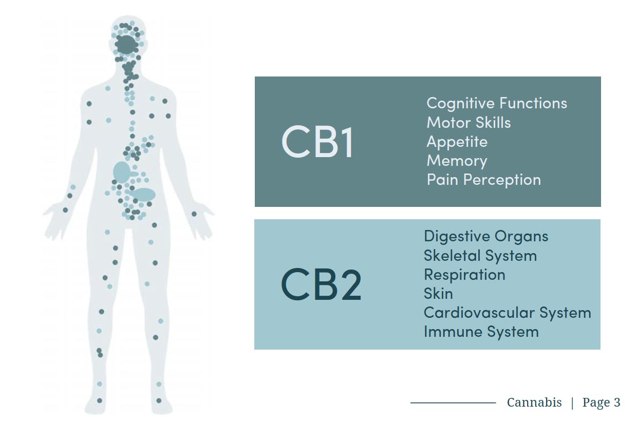 Map and purpose of the CB1 and CB2 receptors found in your body.