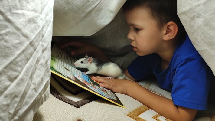 boy reading to mouse under covers