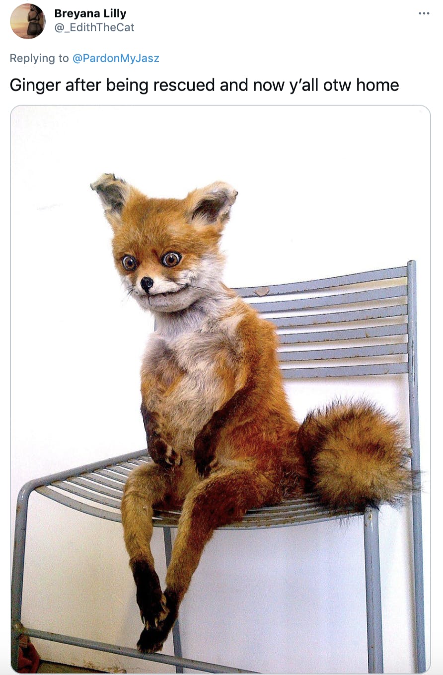 'Ginger after being rescued and now y’all otw home' a very badly made taxidermies fox on a chair, it has a nervous expression