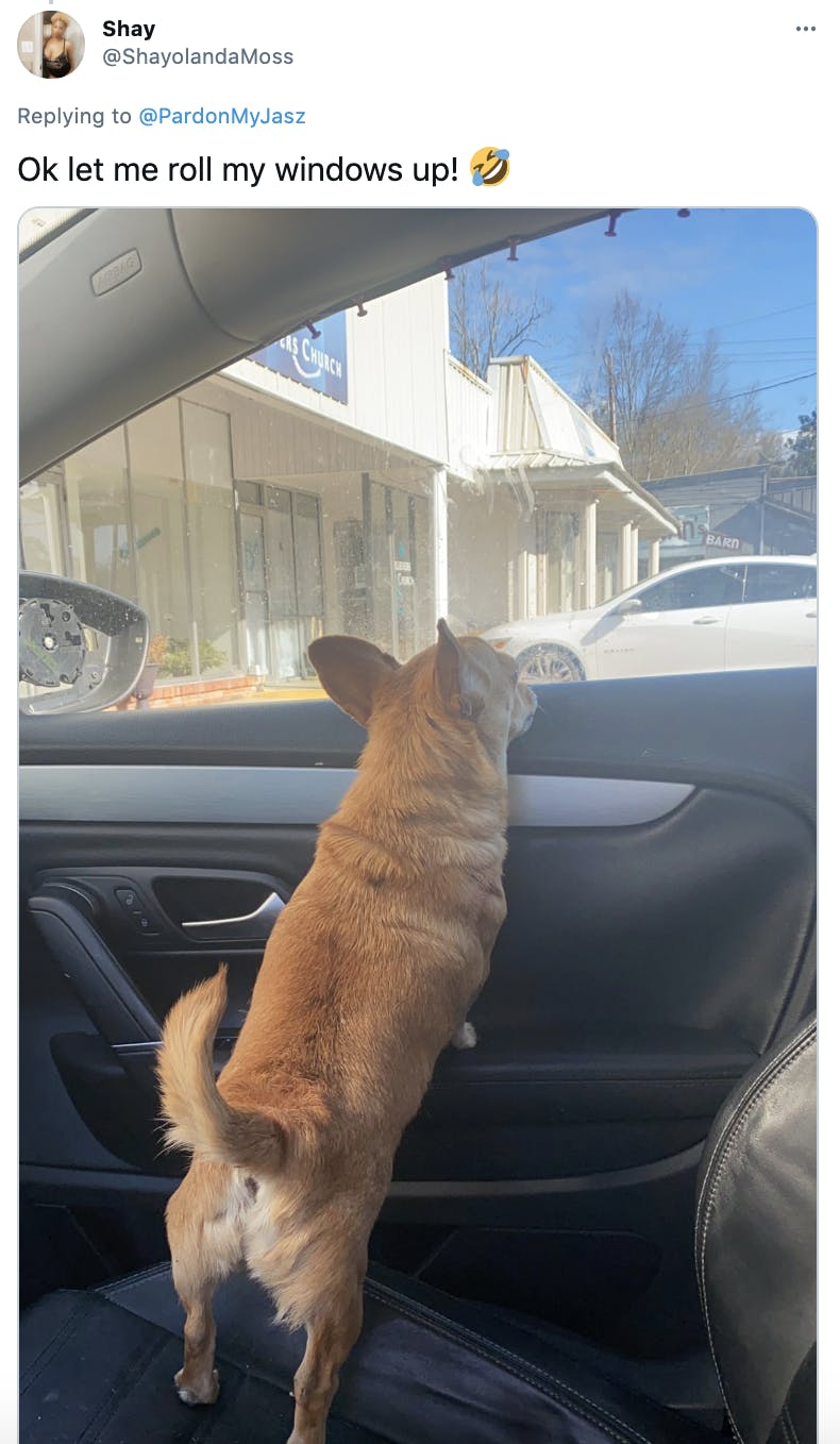 'Ok let me roll my windows up! Rolling on the floor laughing' a little brown dog with a curly tail looks out of a car window