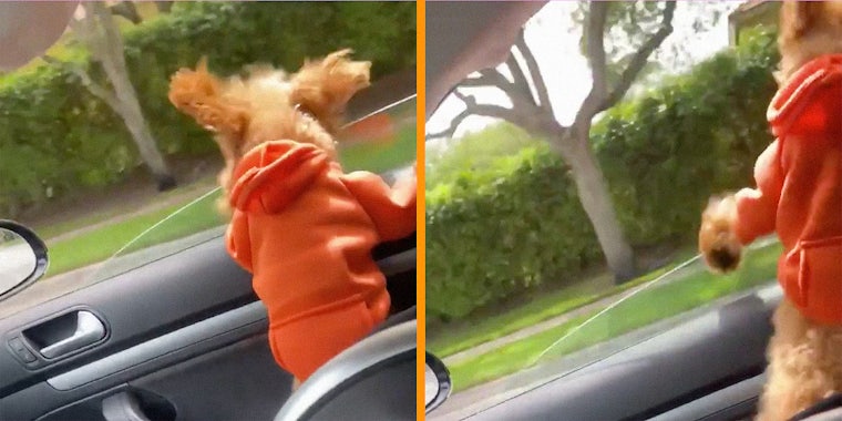 A dog in an orange hoodie riding in a car.