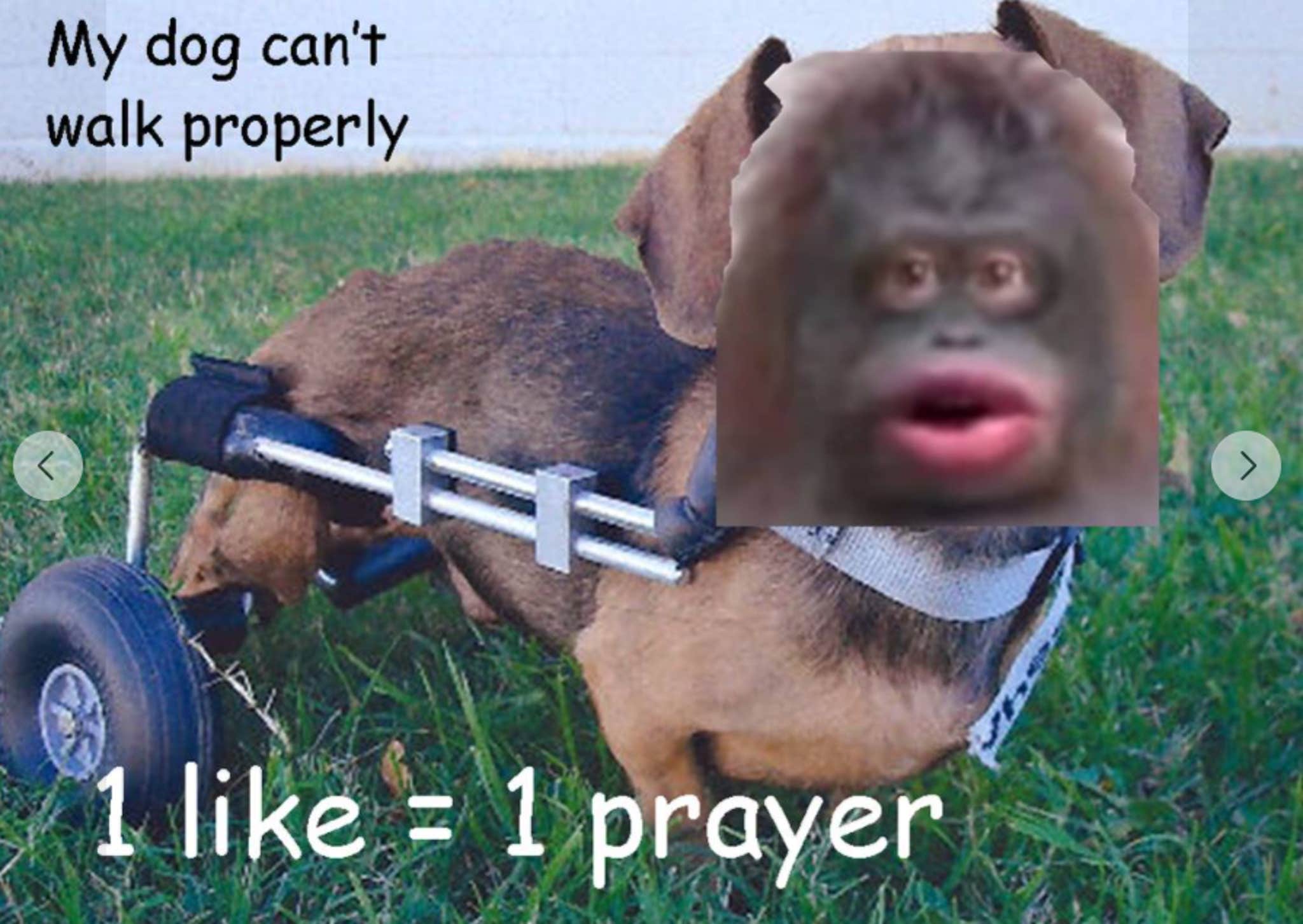 Le Monke Meme A Classic So Pointless You Can't Help But Love It