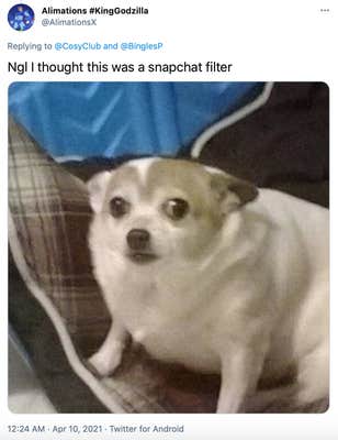 "Ngl I thought this was a snapchat filter" picture of a small cringing dog