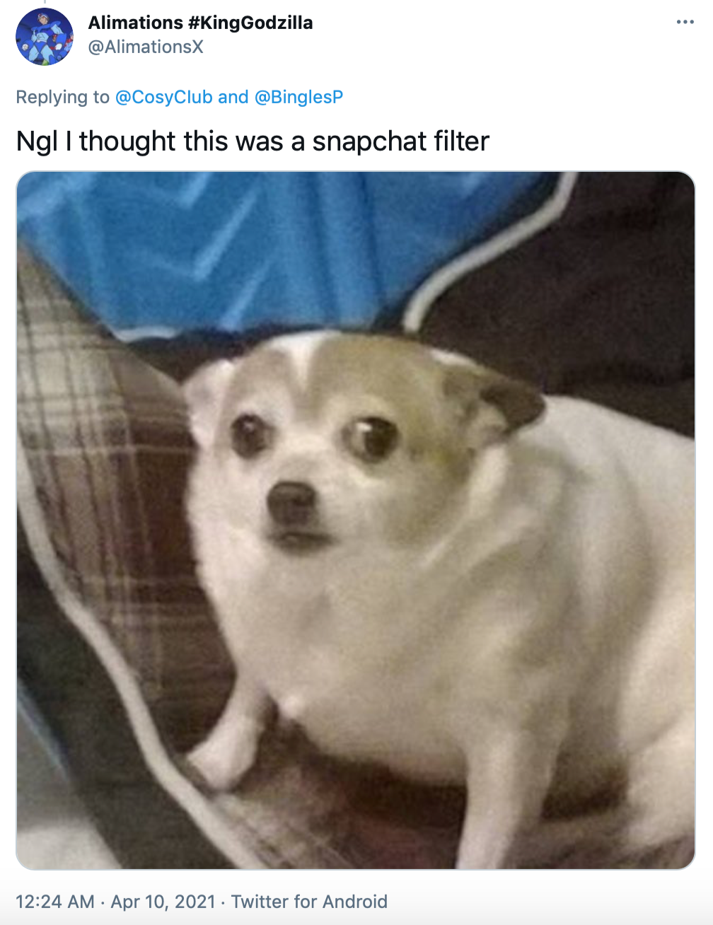 'Ngl I thought this was a snapchat filter' picture of a small cringing dog