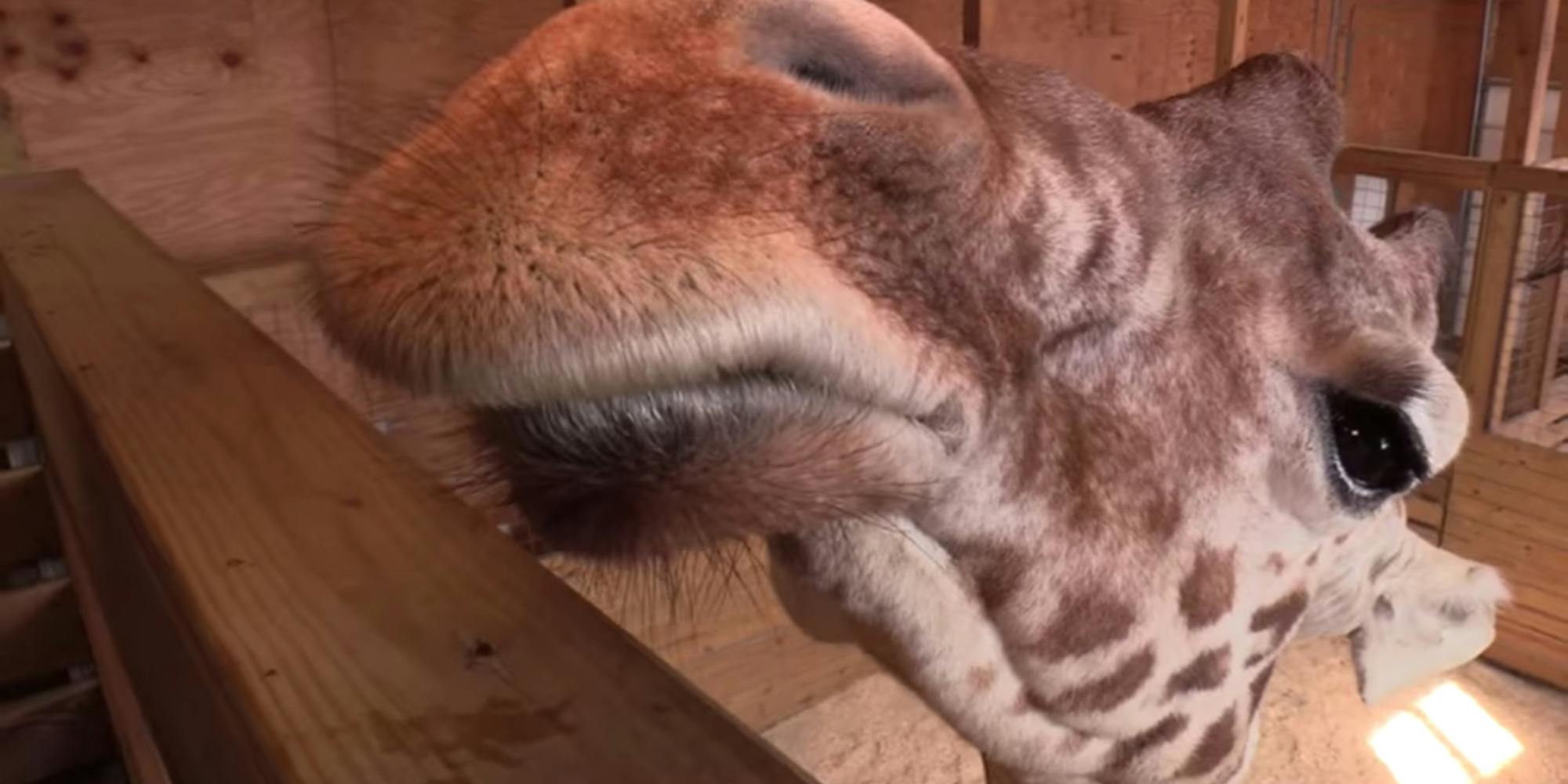 April the Giraffe, Viral Sensation From 2017, Is Dead