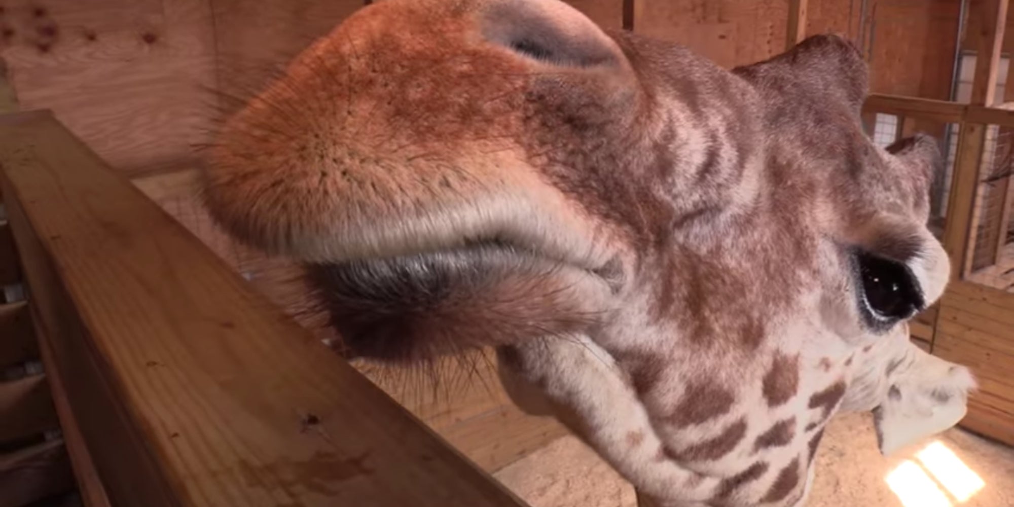 April the Giraffe, Viral Sensation From 2017, Is Dead