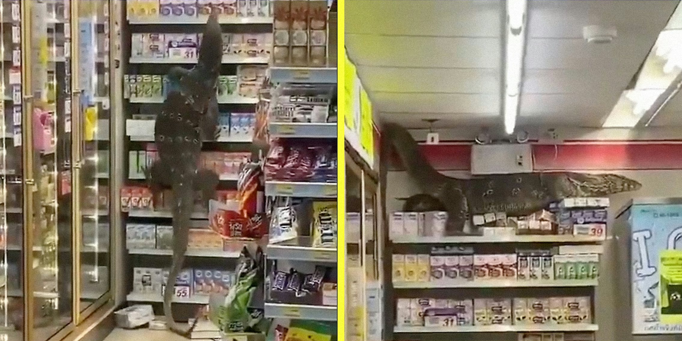 A lizard climbs up the shelf in a convenience store.