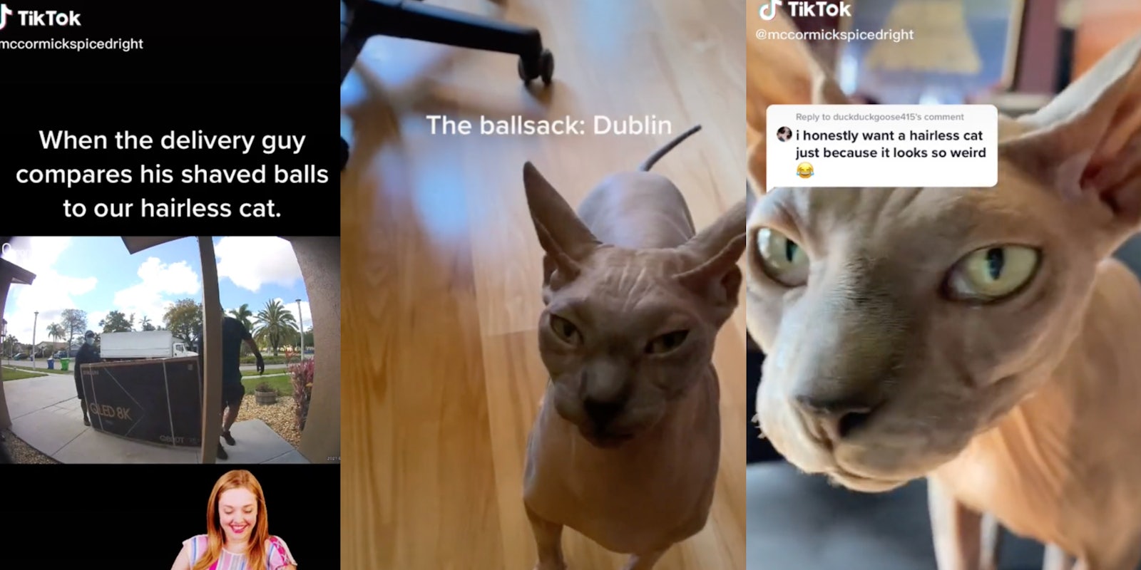 delivery_cat_hairless_ballsack