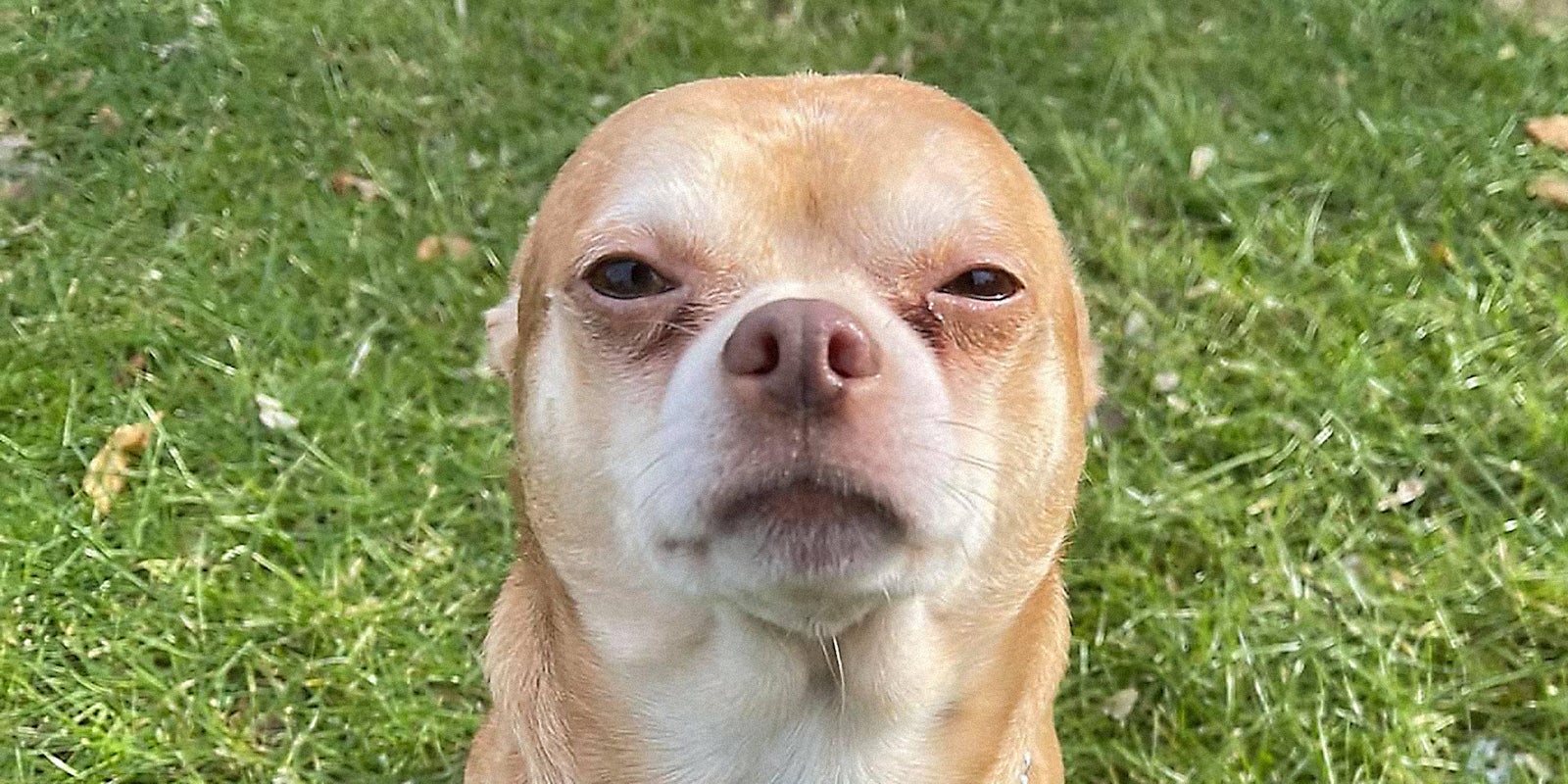 A chihuahua staring at the camera with ears back.