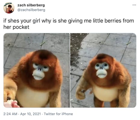 "if shes your girl why is she giving me little berries from her pocket" two stills of the monkey, one taking berries and another with him looking up at the camera with a human-like flat expression as if he's asking the question
