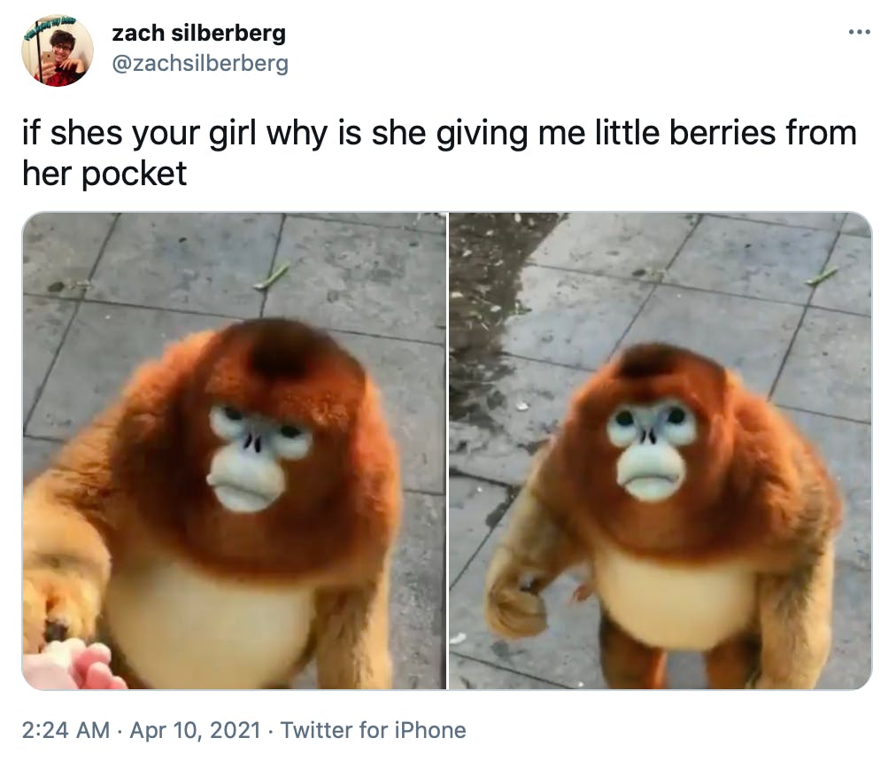 'if shes your girl why is she giving me little berries from her pocket' two stills of the monkey, one taking berries and another with him looking up at the camera with a human-like flat expression as if he's asking the question