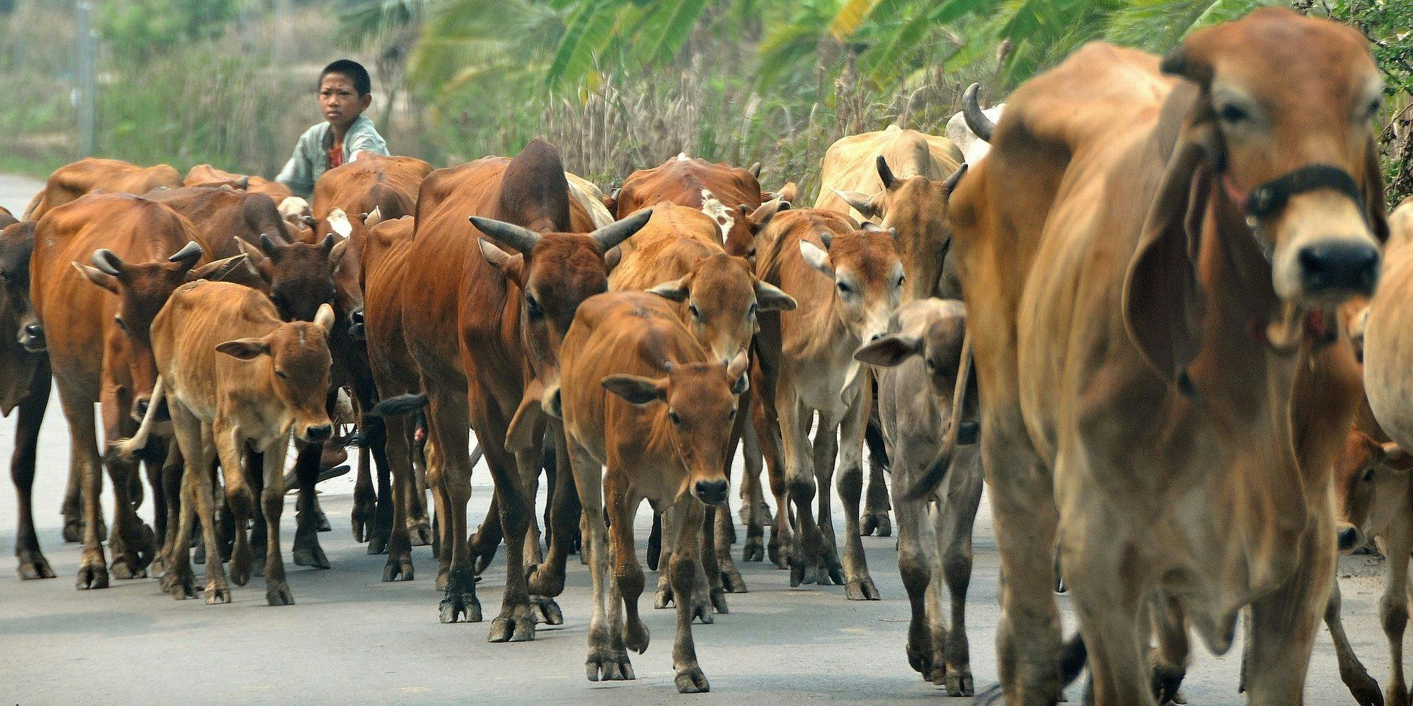 Thailand cows COVID