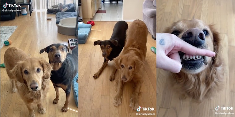 Screenshots from a TikTok of a dog owner teaching her dogs to perform fun tricks.