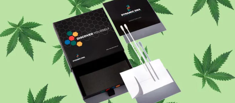 cannabis dna test