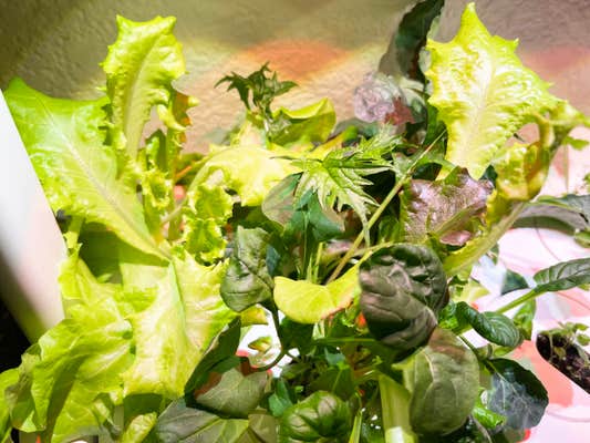 click and grow plants