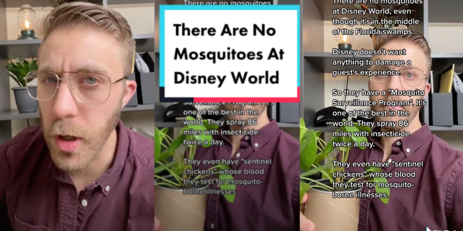 tiktoker @idea.soup explaining why disney world is mosquito free