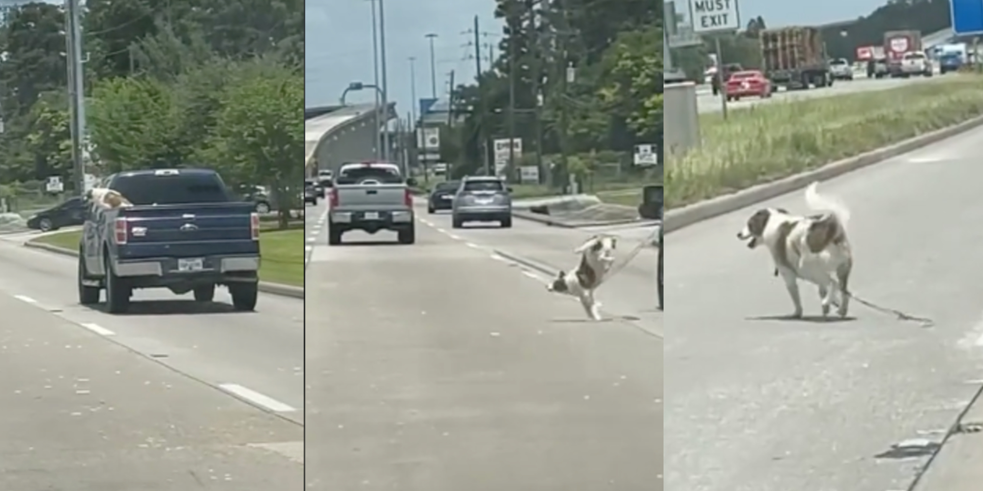 Dog Jumps Out Of Moving Truck In Viral TikTok, Sparking Debate