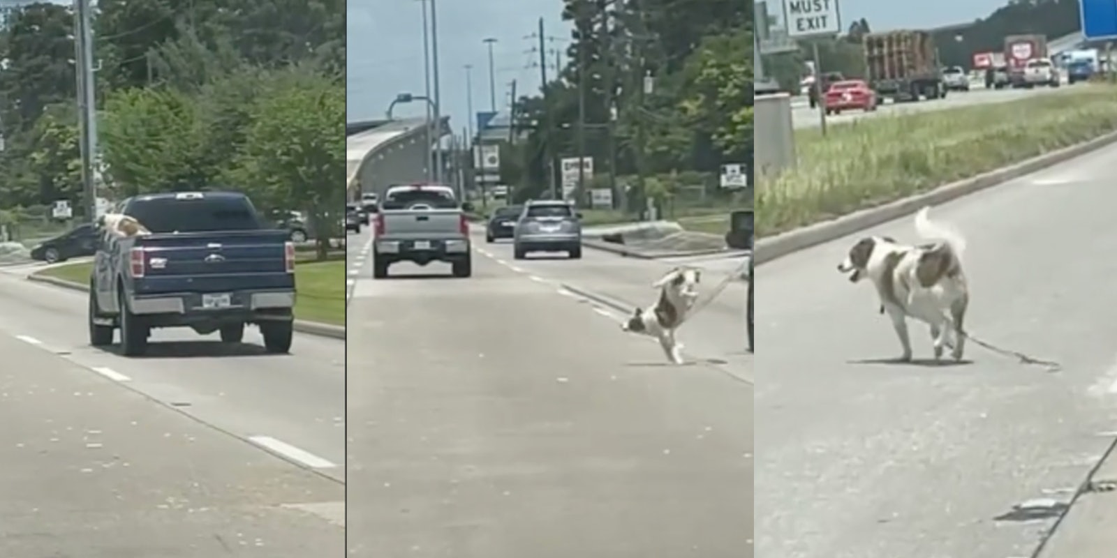 dog jumps out of moving truck