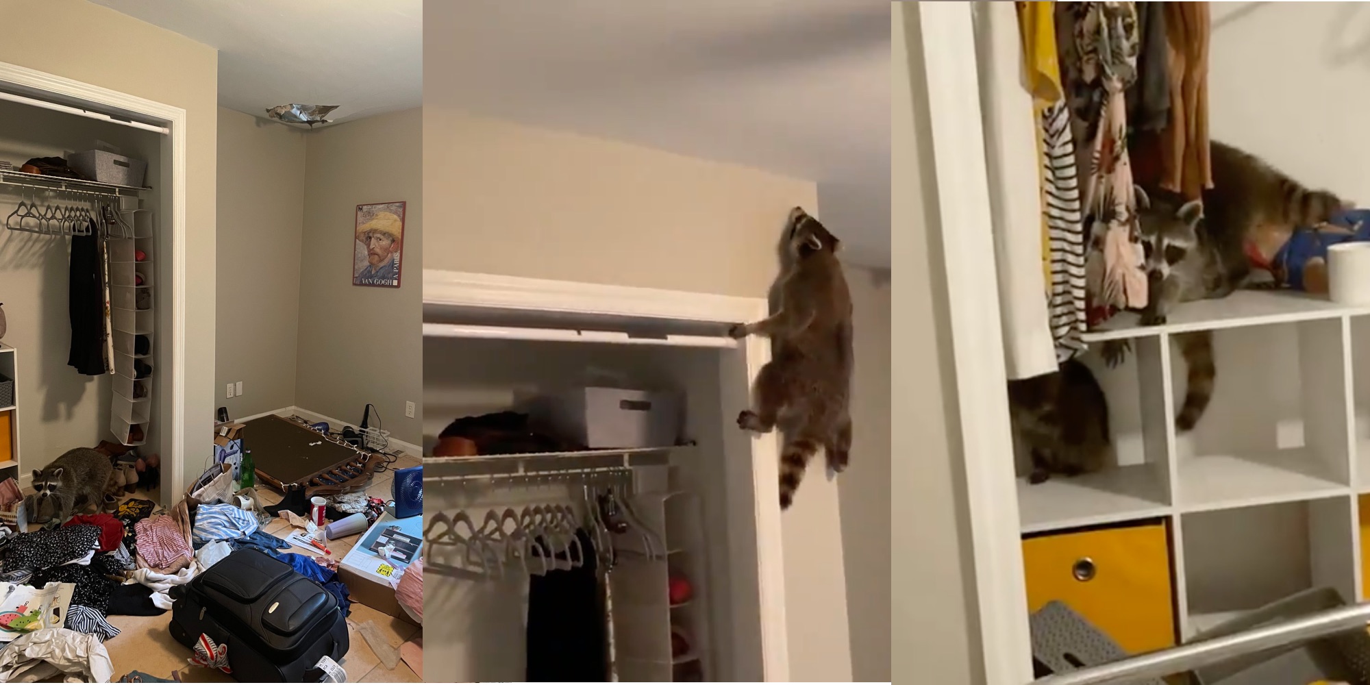 Woman Tweets Encounter With Raccoon That Fell Through Her Ceiling