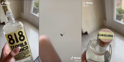 Kendall jenner 818 tequila bug