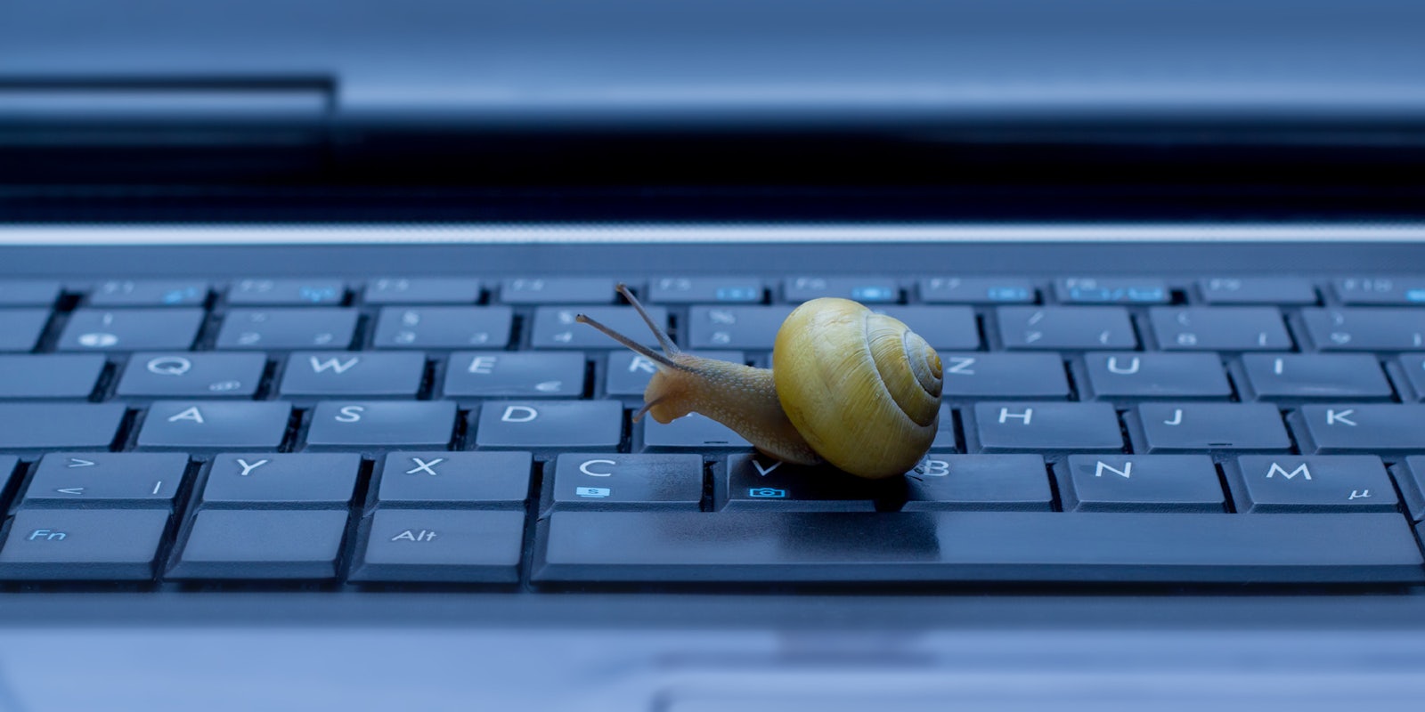 A snail on a keyboard, representing slow broadband internet speeds.