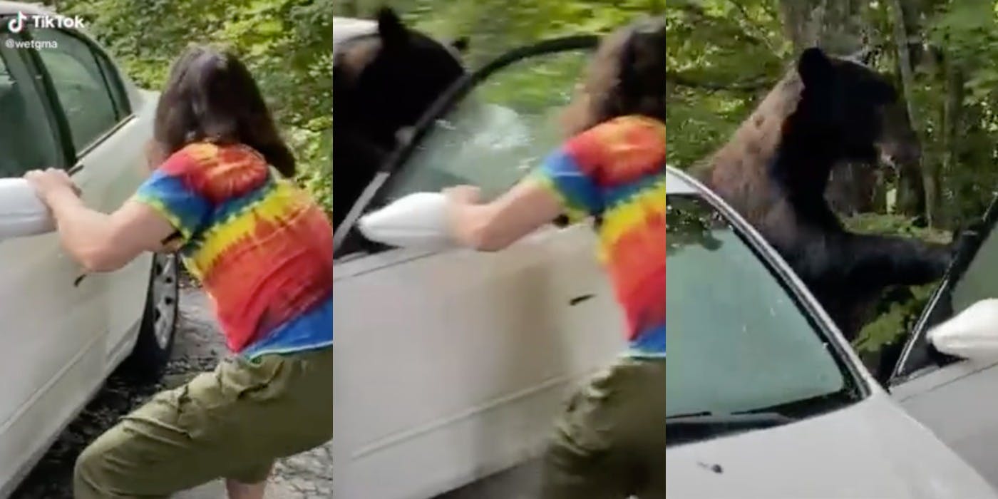 black-bear-broke-into-car-tiktok