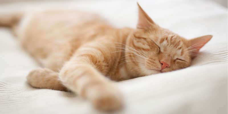 Cat nap newsletter IRL
