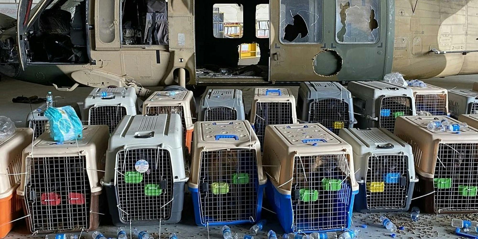 Dogs in kennels in Kabul