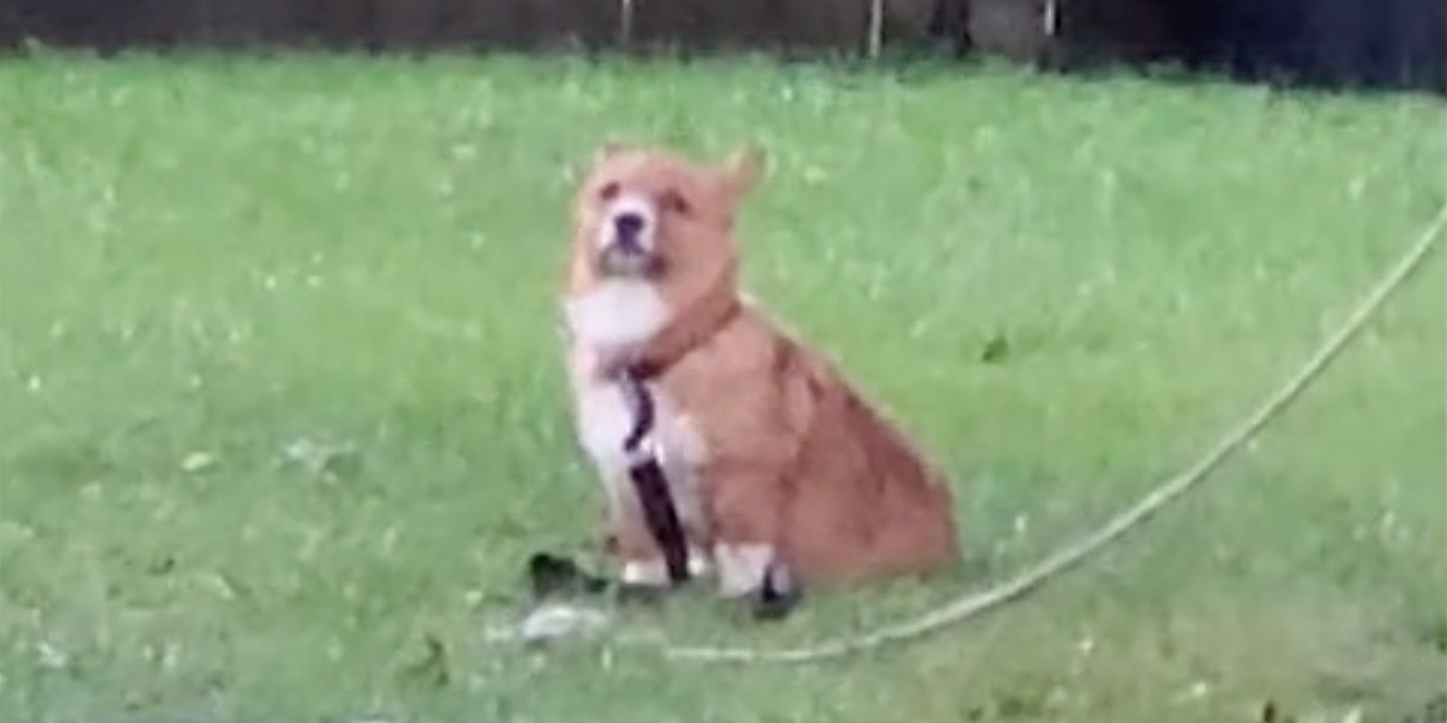 A dog on a leash.