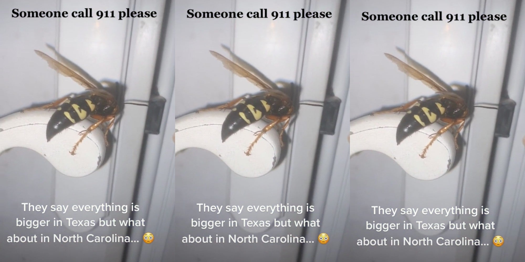 TikTok viewers Say Giant Wasp Is Twerking on Doorknob