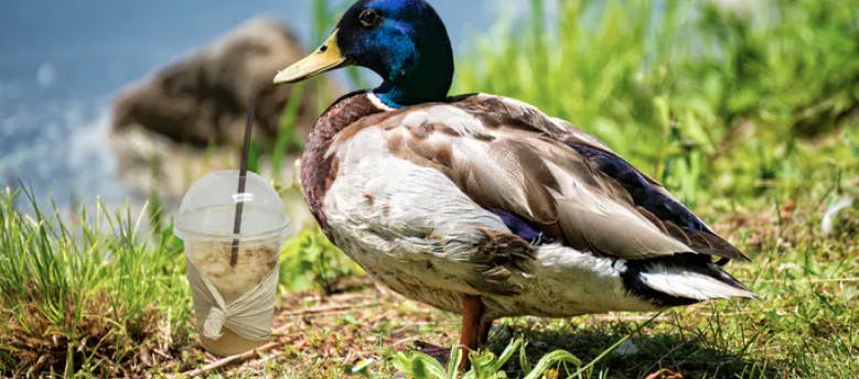image of a duck next to a milkshake