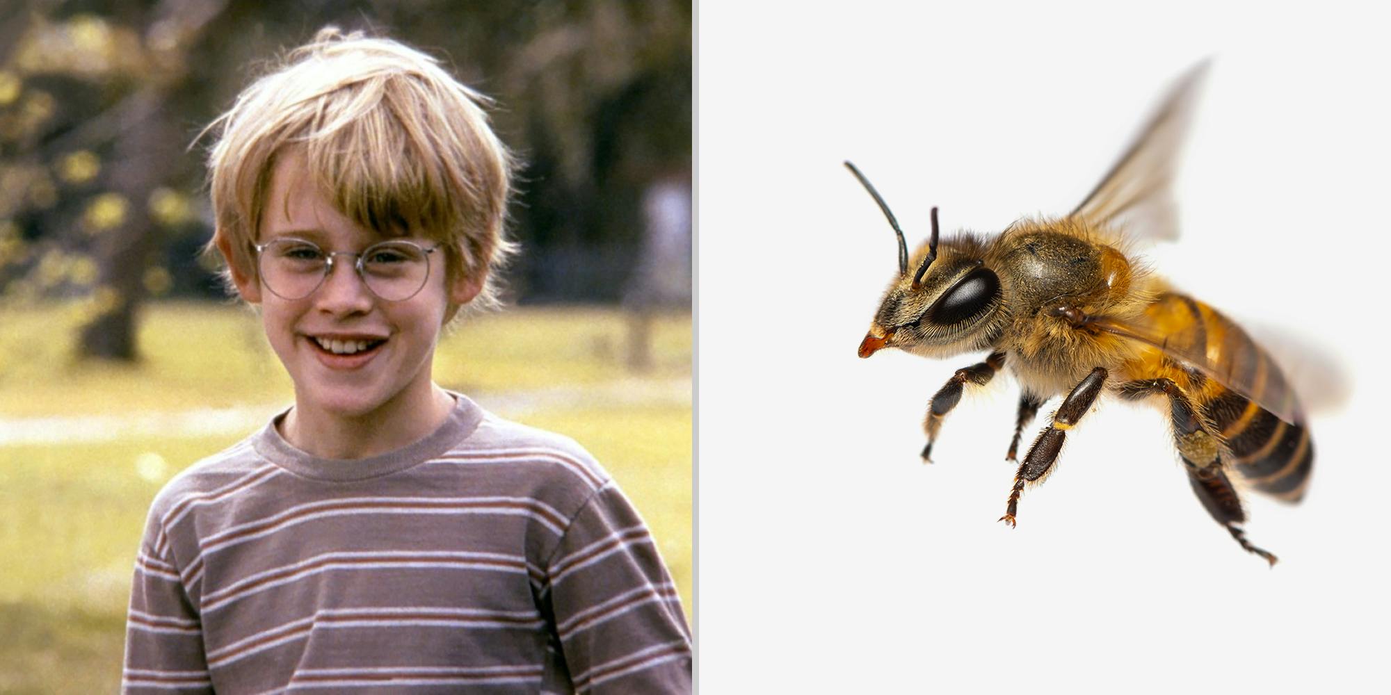 A young boy (L) and a bee (R).