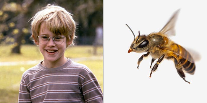 A young boy (L) and a bee (R).