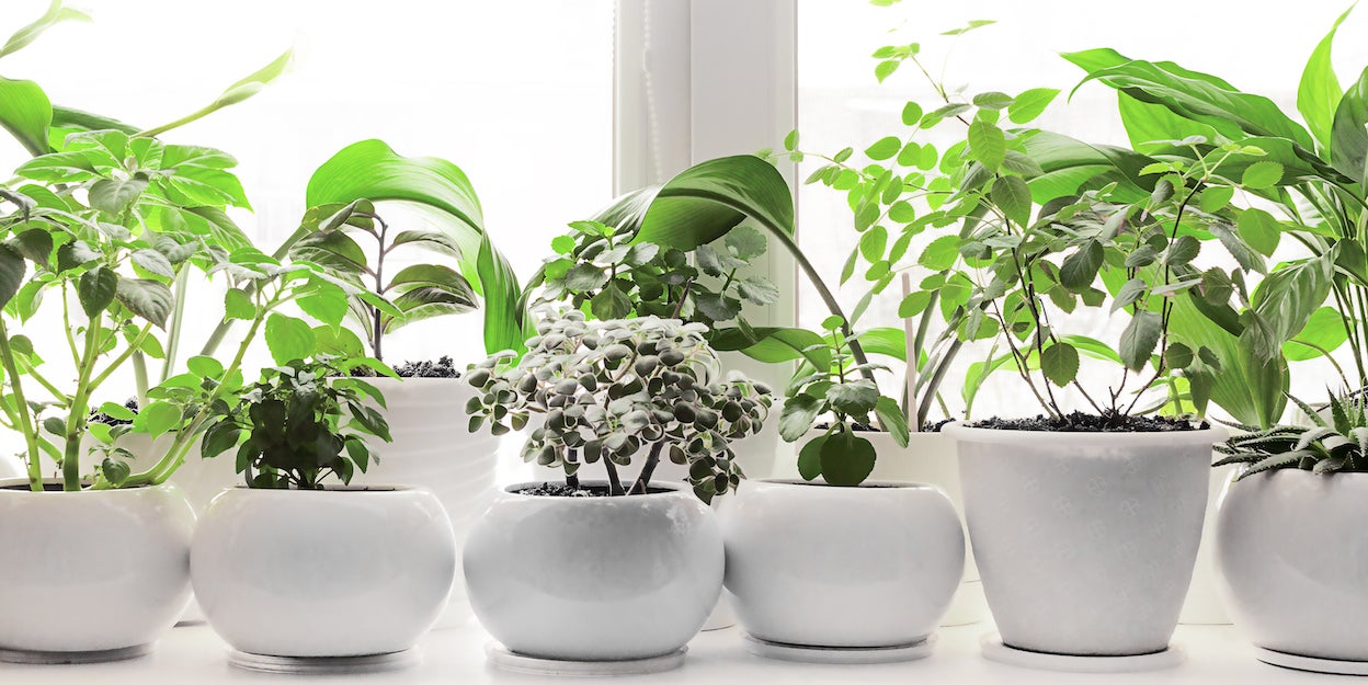 A row of house plants on a windowsill.