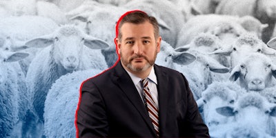 Ted Cruz in front of sheep.