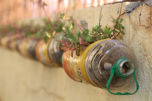 Plastic bottle being reused as a flower pot