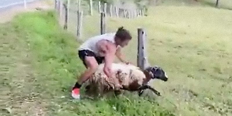 A man helping a sheep out of a fence.