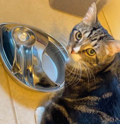 Jonah the cat drinking from pioneer pet fountain