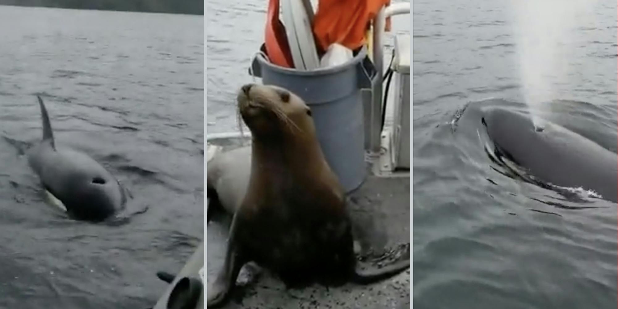 orcas surrounding boat, sea lion on boat