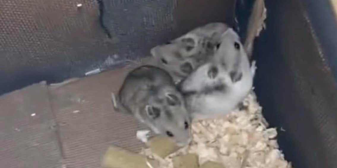 TikToker Says She Found Live Animals Abandoned in PetSmart Dumpster