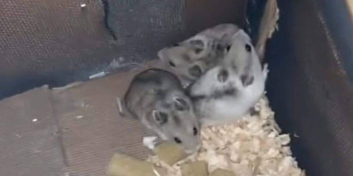 A TikToker found hamsters by a PetSmart dumpster.