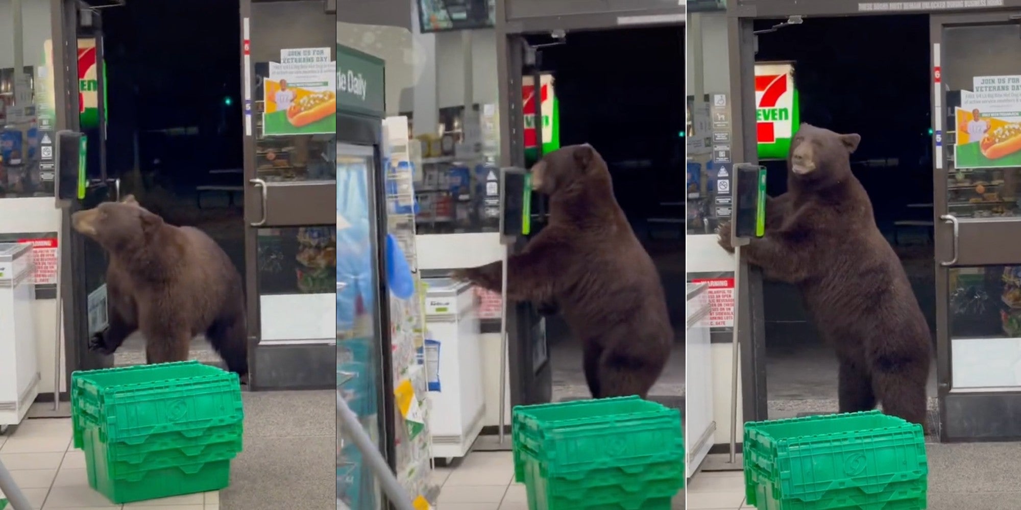 bear at the entrance of a 7-eleven
