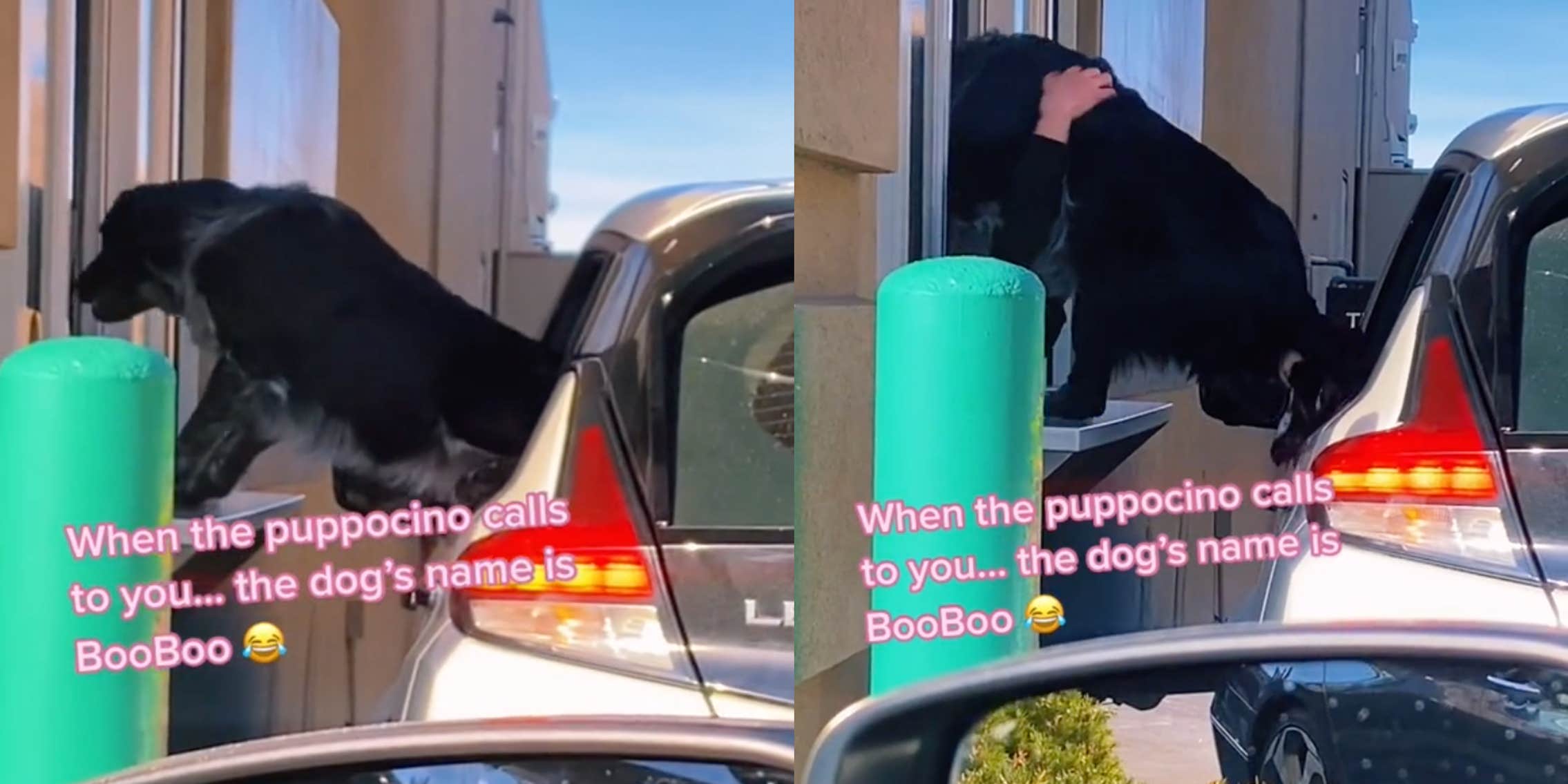 Viral TikTok Shows Dog Trying To Climb Through Starbucks Window